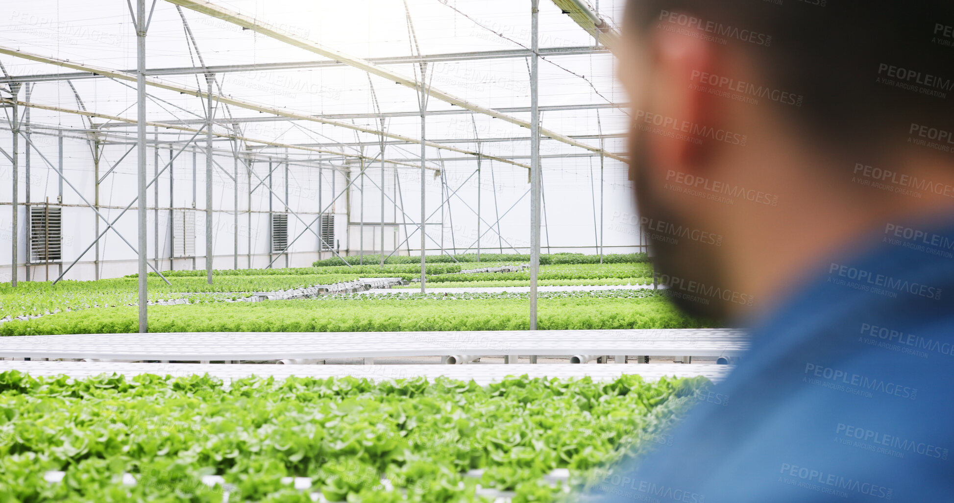Buy stock photo Man, back and greenhouse with inspection for agriculture, sustainability and growth for leafy greens. Person, plants and industrial farming with vegetables, check and eco friendly for food production
