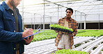 Farm, clipboard and people with plants in greenhouse for inspection for growth, produce and health. Agriculture, sustainability and farmers with checklist for organic crops, harvest and vegetables