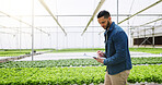 Man, agriculture and greenhouse with clipboard for harvest inspection or food production. Male person, farmer or monitoring natural growth for sustainability, conservation or indoor agro business