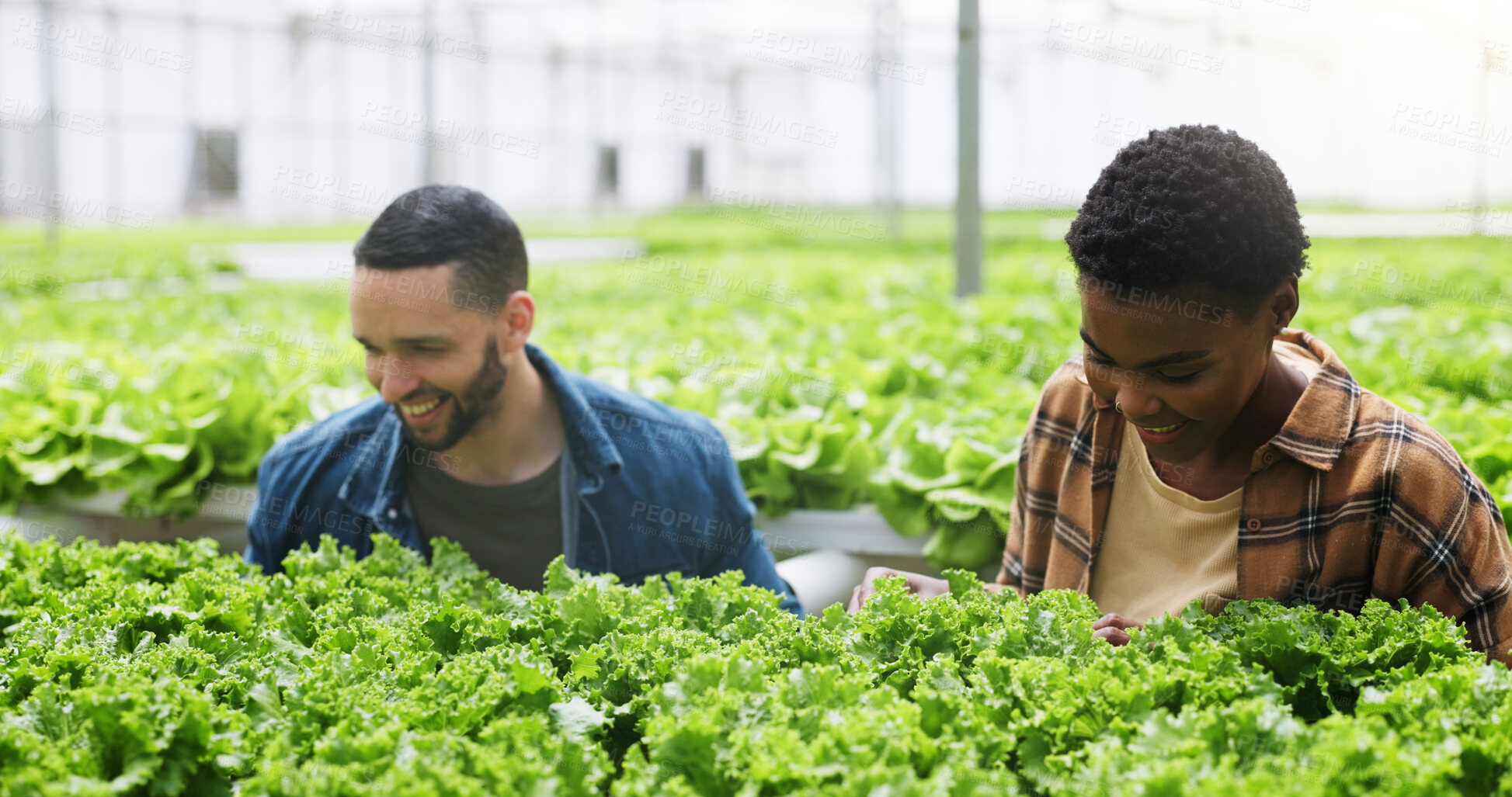Buy stock photo Farm, happy and people with plants in greenhouse for growth, crops and quality assurance. Agriculture, sustainability and man with woman with inspection for organic produce, harvest and vegetables