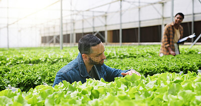 Buy stock photo Farm, check and man with plants in greenhouse for healthy growth, quality assurance and inspection. Agriculture, nature and person with organic produce, harvest or vegetables crop for sustainability