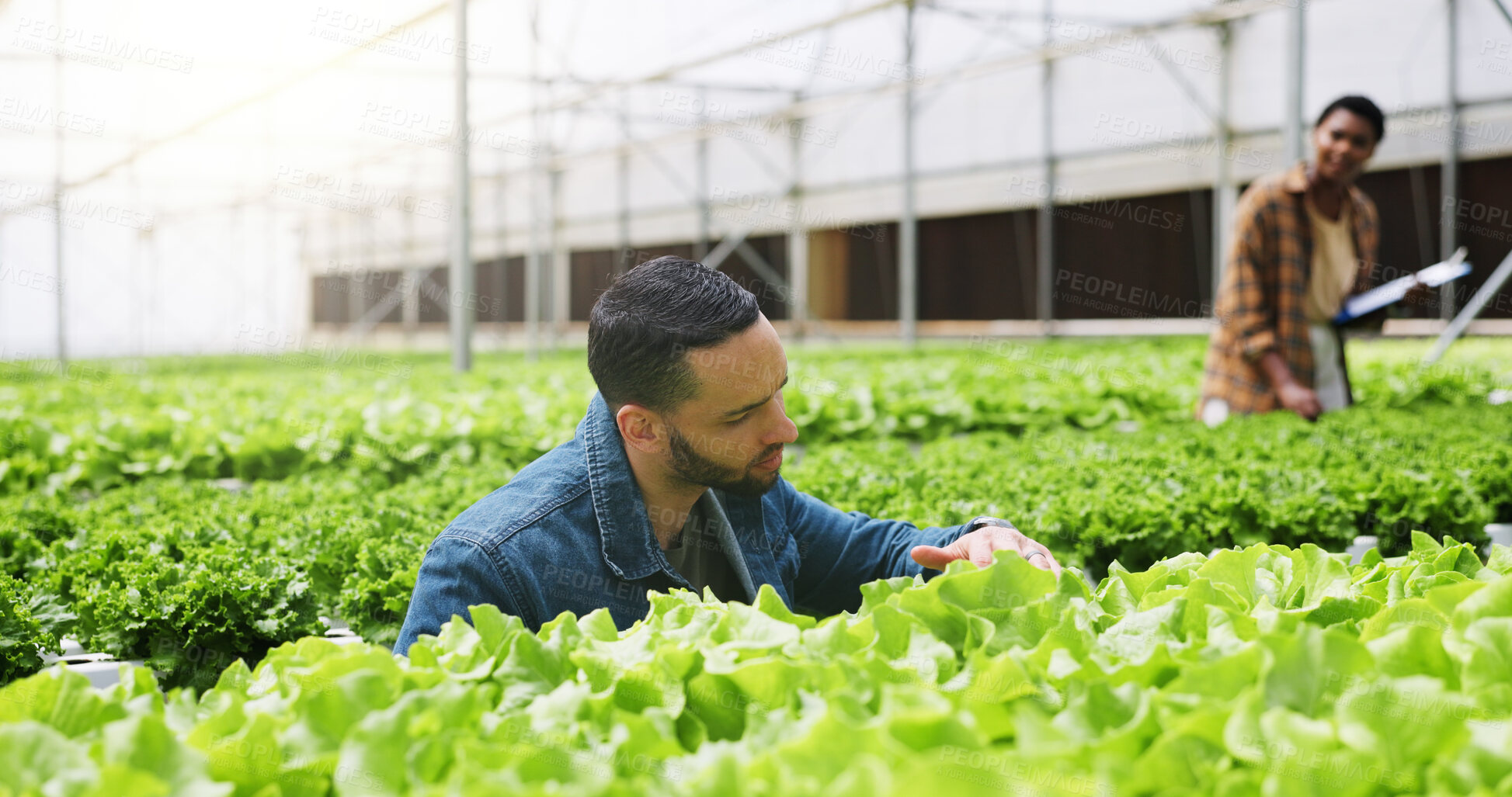 Buy stock photo Farm, check and man with plants in greenhouse for healthy growth, quality assurance and inspection. Agriculture, nature and person with organic produce, harvest or vegetables crop for sustainability
