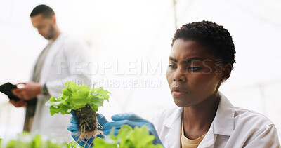 Buy stock photo Science, woman or plant inspection in greenhouse for growth progress, crops experiment or research. Coworking, botanist or monitor vegetation for conservation, sustainable development or botany study