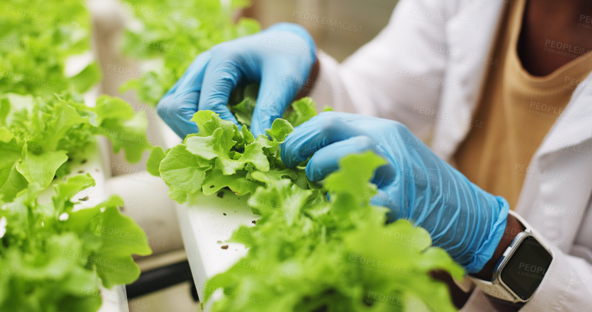 Buy stock photo Gloves, plants and hands of scientist in greenhouse for research, review or inspection for growth. Person, sustainability and botanist checking gmo leafs for agro discovery, study or innovation.