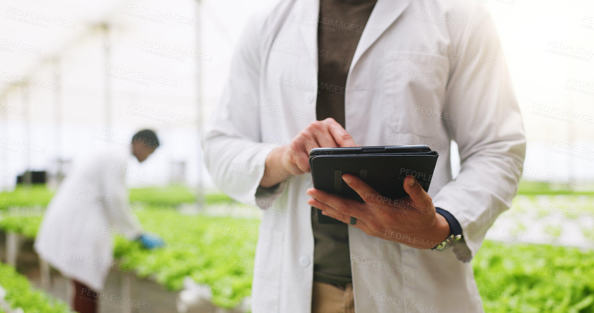 Buy stock photo Hands, tablet and scientist in greenhouse for vegetables, click or inspection for growth. Person, agriculture and sustainability with tech, check application and agro research with gmo leafy greens