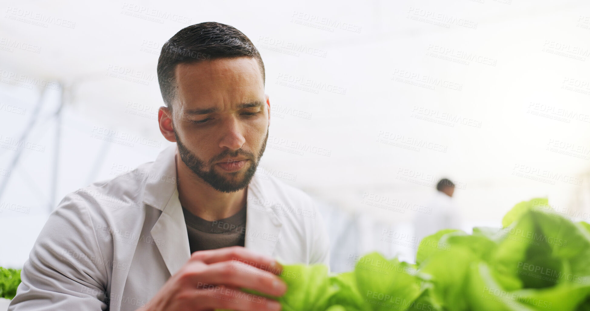 Buy stock photo Science, man and plant inspection in greenhouse for growth progress, crops experiment and research. Space, botanist and monitor vegetation for conservation, sustainable development and botany study