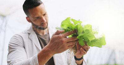 Buy stock photo Science, hands and plant inspection in greenhouse for growth progress, crops experiment or research. Botanist, man or monitor vegetation for genome manipulation, sustainable development or agro study