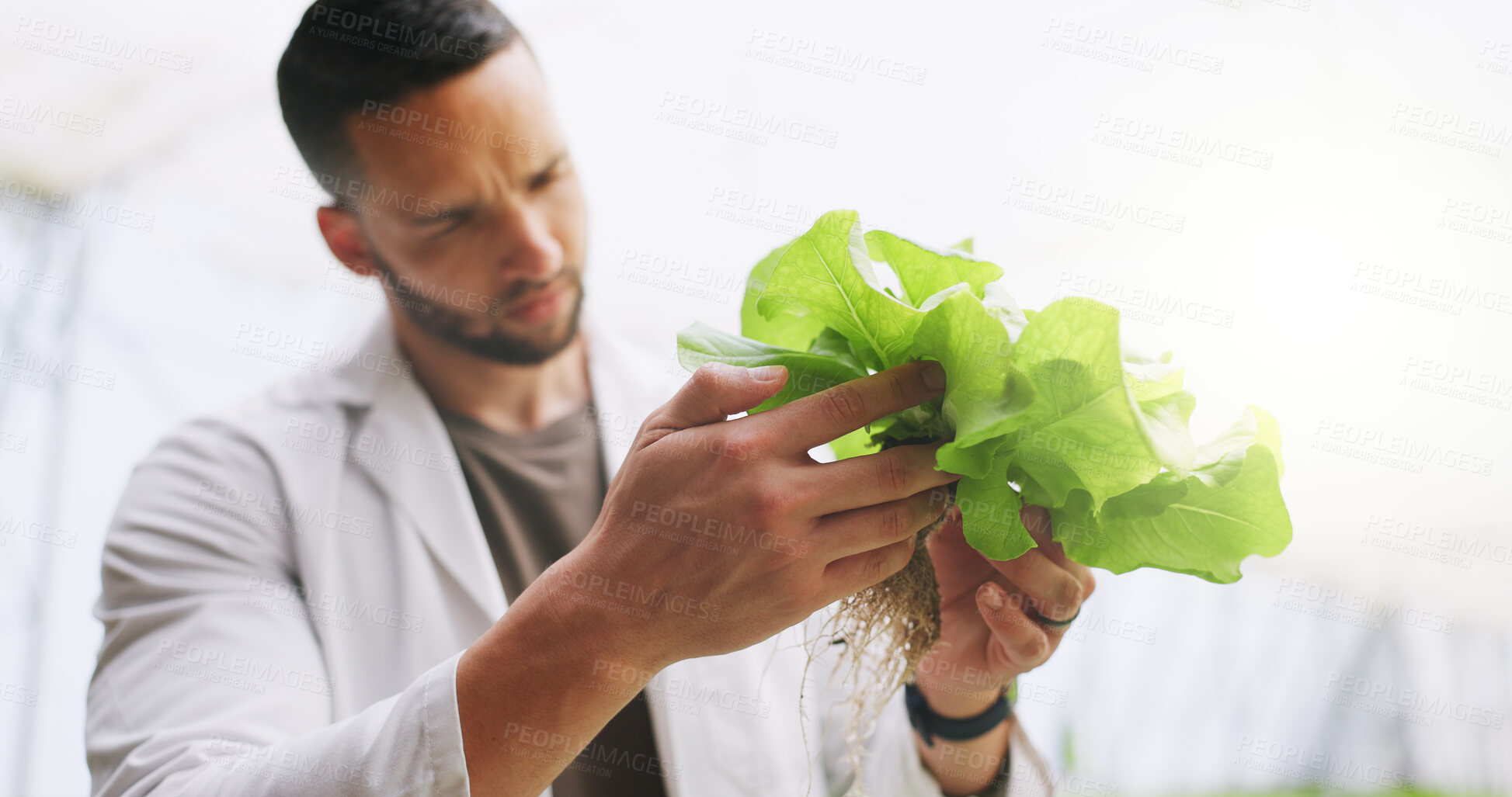 Buy stock photo Science, hands and plant inspection in greenhouse for growth progress, crops experiment or research. Botanist, man or monitor vegetation for genome manipulation, sustainable development or agro study