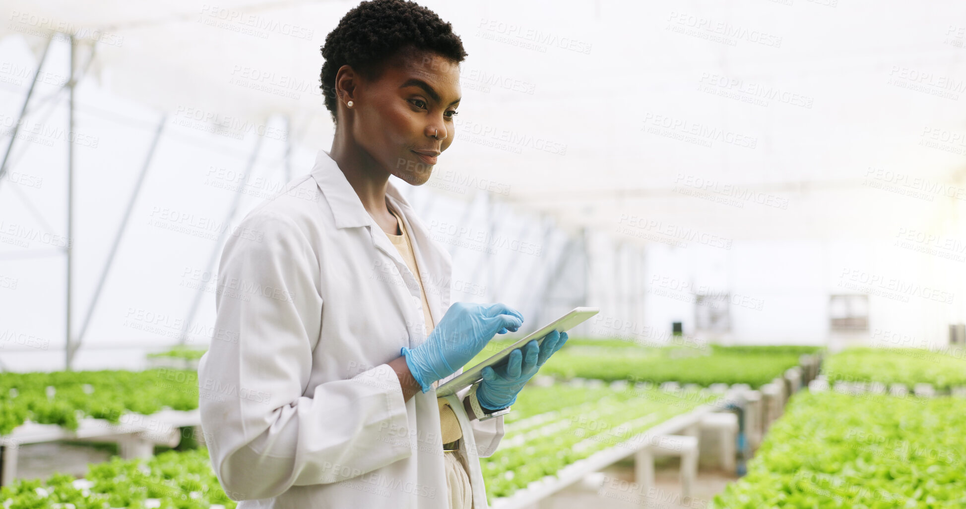 Buy stock photo Black woman, tablet and scientist in greenhouse for inspection, review or vegetables for growth. Person, agriculture and sustainability with tech, app or check with gmo leafy greens for agro research