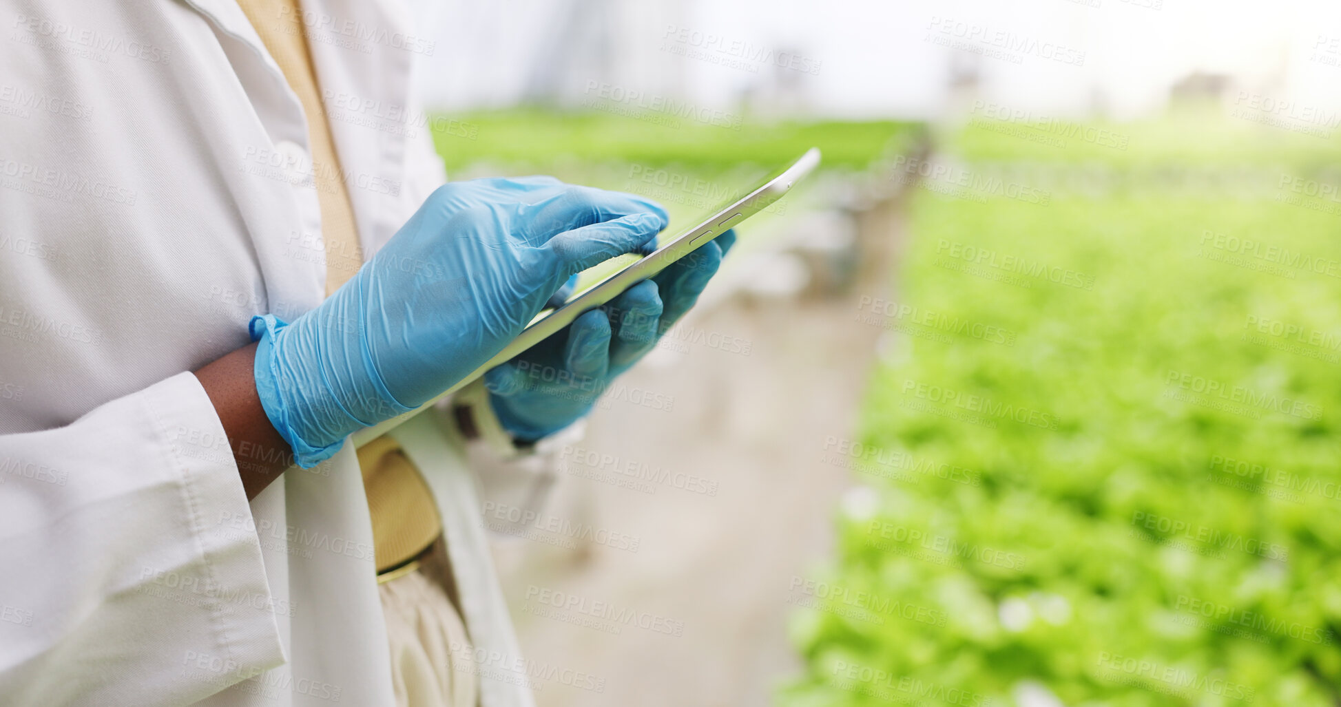 Buy stock photo Hands, tablet and scientist in greenhouse for inspection, scroll or vegetables for growth. Person, agriculture and sustainability with tech, check application and agro research with gmo leafy greens