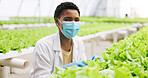 Black woman, scientist and portrait in greenhouse for research, face mask or agriculture career. African person, ppe and quality control with crops, pride or leafy greens with sustainability in Kenya