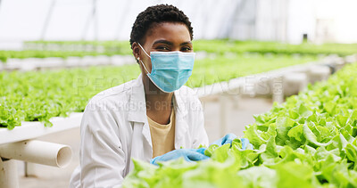 Buy stock photo Black woman, scientist and portrait in greenhouse for research, face mask or agriculture career. African person, ppe and quality control with crops, pride or leafy greens with sustainability in Kenya
