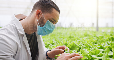 Buy stock photo Man, scientist and vegetable inspection in greenhouse with face mask, space and agro research job. Person, ppe and quality control with gmo crops, check lettuce and leafy greens with sustainability