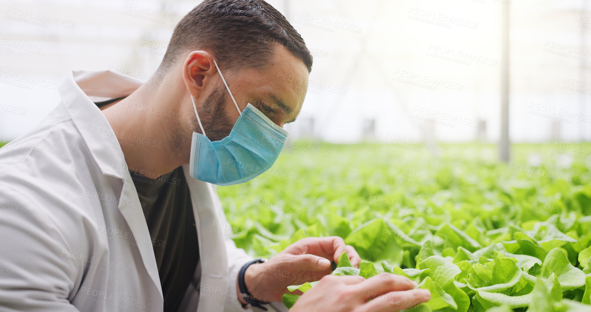 Buy stock photo Man, scientist and vegetable inspection in greenhouse with face mask, space and agro research job. Person, ppe and quality control with gmo crops, check lettuce and leafy greens with sustainability