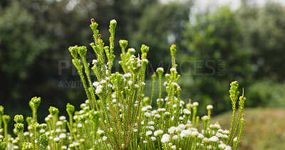 Buy stock photo Bush, nature and white flowers outdoor for growth, botany and blossom in garden ecosystem. Natural beauty, plants and meadow with petals, floral environment or fynbos in bloom in spring on background