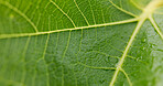 Environment, closeup and leaf of plant in nature for texture, ecology or water drops. Sustainability, eco friendly and botany with macro of dew on foliage in forest for horticulture and condensation 