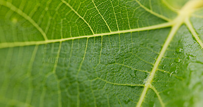 Buy stock photo Environment, closeup and leaf of plant in nature for texture, ecology or water drops. Sustainability, eco friendly and botany with macro of dew on foliage in forest for horticulture and condensation 