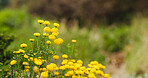 Plants, environment and grass with flowers, nature and countryside with earth day. Empty, landscape and spring time with growth, eco friendly and ecology with sustainability, blossom and floral