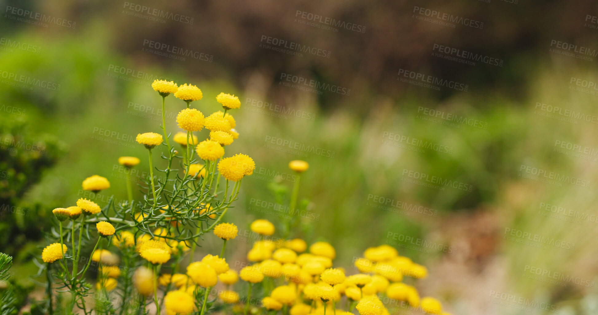 Buy stock photo Plants, environment and grass with flowers, nature and countryside with earth day. Empty, landscape and spring time with growth, eco friendly and ecology with sustainability, blossom and floral