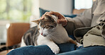 Hand, closeup and man on sofa with cat, fur rub and animal bonding on weekend break. Comfort, relax and male person in house with stroke, kitten best friend and pet affection on Sunday rest.