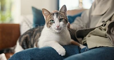 Buy stock photo Stroke, portrait and comfort on sofa with cat, fur rub and animal bonding on weekend break together. Love, relax and person in house with kitten, feline best friend and pet affection on Sunday rest.