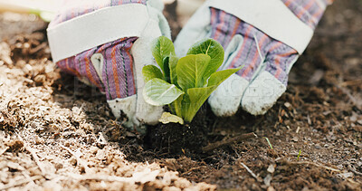 Buy stock photo Hands, planting and soil with person outdoor in garden for conservation, farming or sustainability. Gloves, ground and plants with gardener in dirt for eco friendly growth of green vegetation