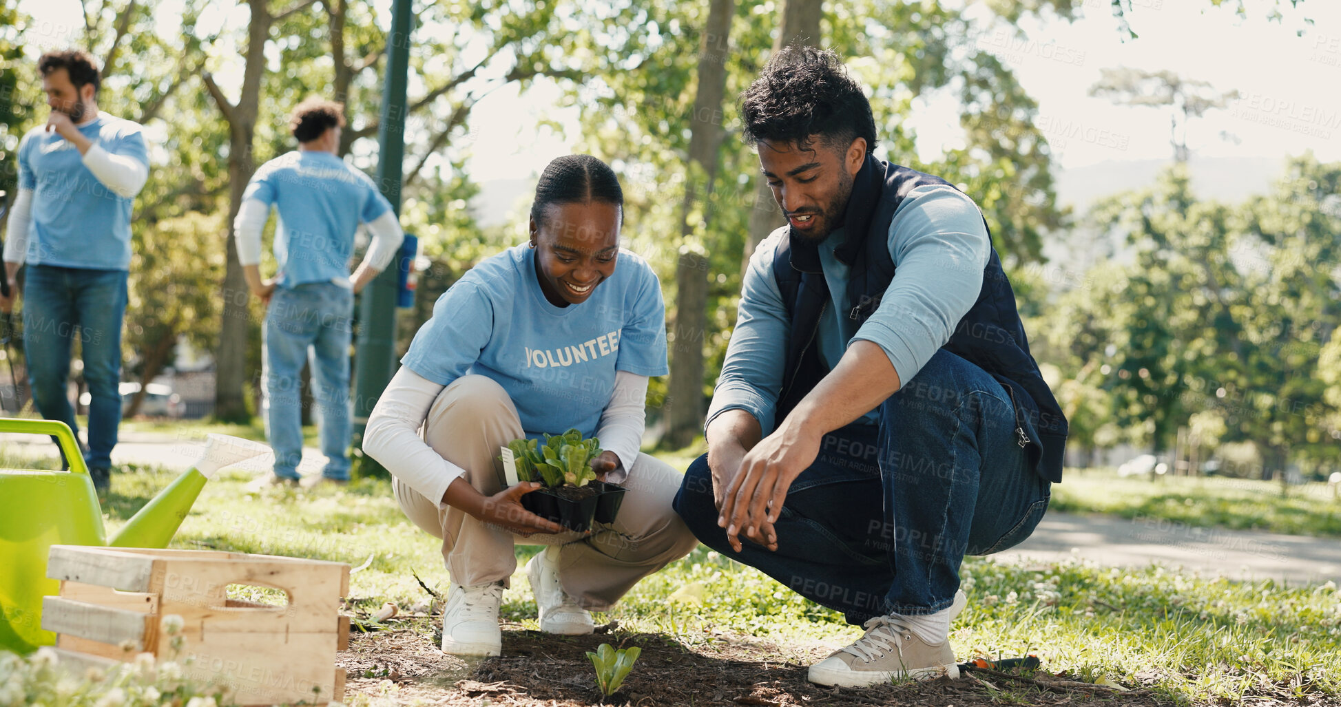 Buy stock photo Park, volunteering or people with plants for nature restoration project, non profit or gardening initiative. Teamwork, sustainable environment or eco advocate with sapling, climate action or outdoor