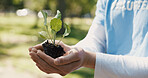 Soil, plant and hands of volunteer in nature for sustainability community service. Non profit, outdoor and ngo worker with fertilizer for leaf growth with charity event at park for earth day.