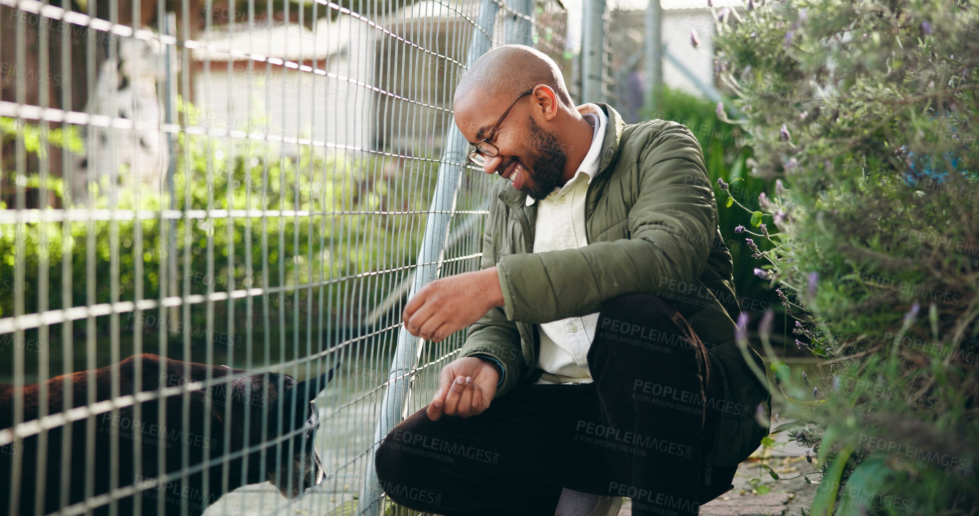 Buy stock photo Fence, man and dog at shelter for animal adoption with bonding, volunteer service or companion search. Happy, black person and puppy at pet rescue with connection for kindness, ngo and canine foster.
