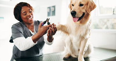 Buy stock photo Vet, clippers and woman with dog in clinic for for animal care, grooming and medical checkup. Veterinarian, shelter and person with Golden Retriever for cleaning, wellness and trim nails for health