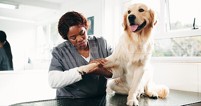 Buy stock photo Vet, grooming and woman with dog in clinic for for animal care, service and medical checkup. Veterinarian, shelter and person with Golden Retriever for examination, wellness and assessment for health