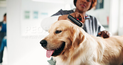 Buy stock photo Vet, brush and woman with dog in clinic for animal care, grooming and medical checkup. Veterinarian, shelter and person with Golden Retriever for examination, wellness and assessment for health