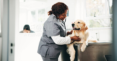 Buy stock photo Veterinary, checkup or people in center with dog, pet care or inspection in medical visit. Health, stethoscope or animal doctor in clinic with puppy, golden retriever or trust in consultation.