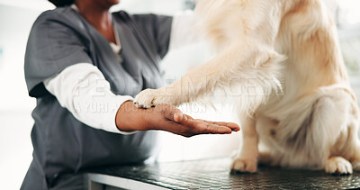 Buy stock photo Veterinary, dog and woman in clinic, paw and appointment with healthcare, trust and wellness. Person, inspection and professional at animal shelter, checkup and consultation with golden retriever