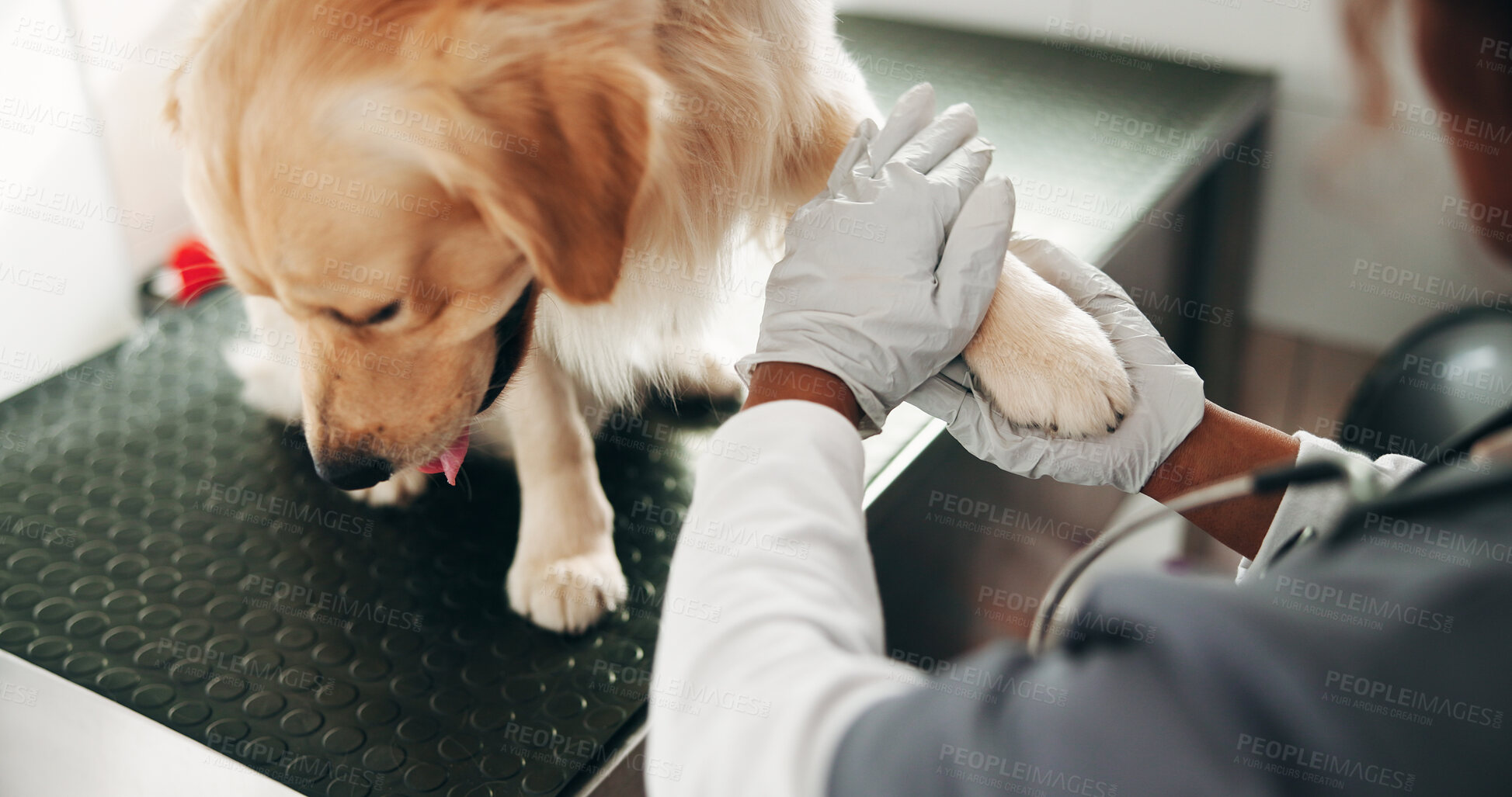 Buy stock photo Veterinary, checkup and hands in center with dog, pet care and inspection in medical visit. Health, person and animal doctor in clinic with puppy, golden retriever or trust in physical consultation.