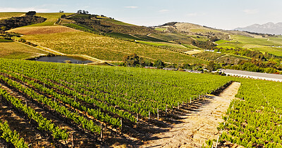 Buy stock photo Landscape, vineyard and wine farm with crops, outdoor and sky with row for eco friendly agriculture. Countryside, trees and sustainable grape production, summer and fruits with horizon in nature