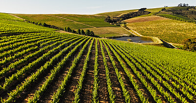Buy stock photo Landscape, rows and wine farm with crops, outdoor and sky with eco friendly agriculture at vineyard. Countryside, trees and sustainable grape production, summer and fruits with horizon in nature