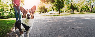 Buy stock photo Person, dog and walk in street with loyalty, protection and bonding together for exercise on weekend. Banner, pet owner and Corgi puppy outdoor for stroll, animal fitness and wellness with space.