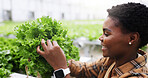 Farm, happy and black woman with plants in greenhouse for growth, crops health and inspection. Agriculture, nature and person with organic produce, quality assurance and vegetables for sustainability