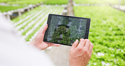 Buy stock photo Farmer, hands or tablet screen in greenhouse with plant for photography, monitor growth or inspection. Man, farming or tech with crop nursery photo for quality control, pest detection and development