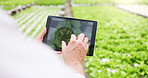 Farmer, hands or tablet in greenhouse with plant for inspection, monitor growth or agro research. Man, farming or tech screen in crop nursery for quality control, pest detection or check development.