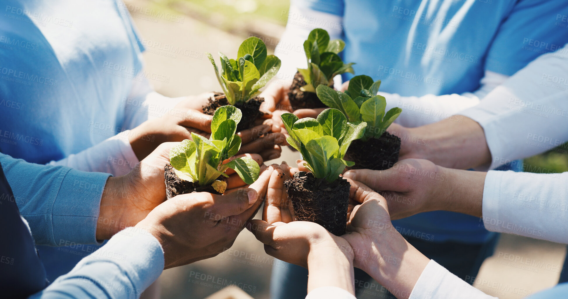 Buy stock photo Fertilizer, plants and hands of volunteer group in nature for sustainability community service. Non profit, outdoor and ngo people with soil for leaf growth with charity event at park for earth day.
