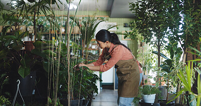 Buy stock photo Plant, inspection and growth with woman in nursery for quality control, botany specialist and entrepreneur. Small business, garden inventory and ecology with person in store for eco friendly supplier