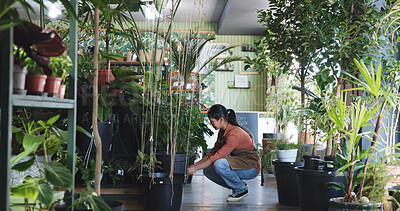 Buy stock photo Plant, inspection and ecology with woman in nursery for quality control, botany specialist and entrepreneur. Small business, garden inventory and growth with person in store for eco friendly supplier