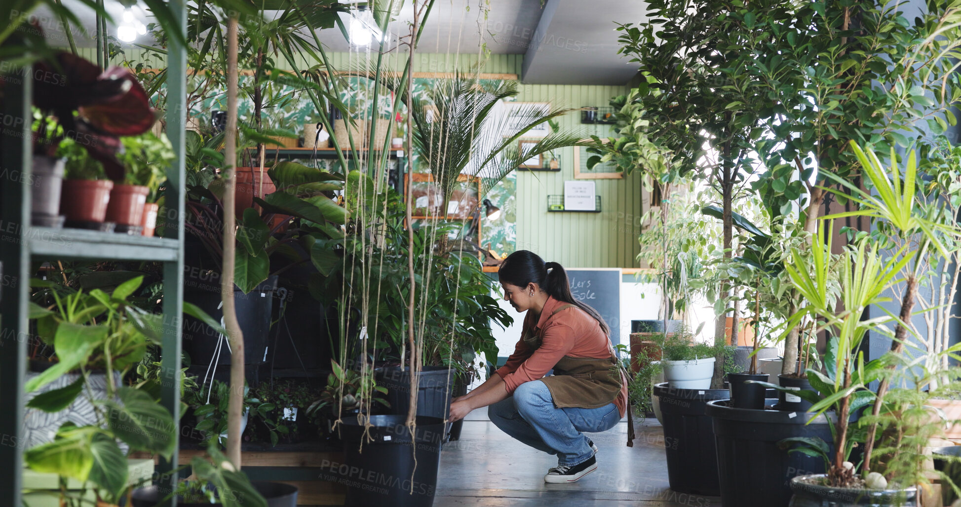 Buy stock photo Plant, inspection and ecology with woman in nursery for quality control, botany specialist and entrepreneur. Small business, garden inventory and growth with person in store for eco friendly supplier