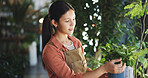 Plant, inspection and leaf with woman in nursery for quality control, botany specialist and entrepreneur. Small business, garden inventory and ecology with person in store for eco friendly supplier