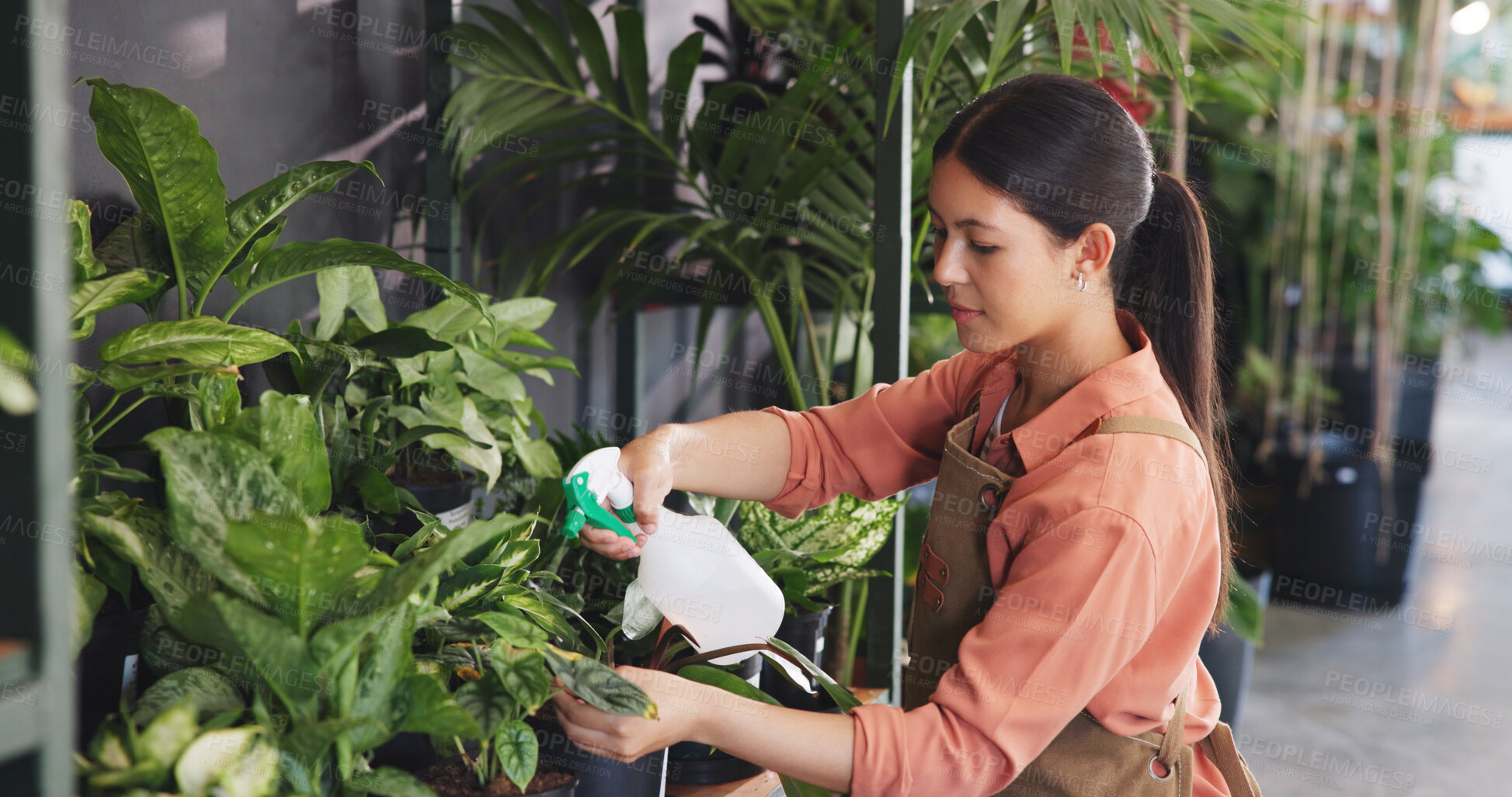 Buy stock photo Spray, leaf and growth with woman in nursery for quality control, botany specialist and entrepreneur. Small business, garden inventory and plant fertilizer with person for eco friendly store