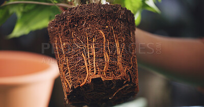 Buy stock photo Roots, gardening and hands of person with plant, flower pot and small business for growth. Botany, supplier and gardener for maintenance with eco friendly, sustainable or organic inventory or product