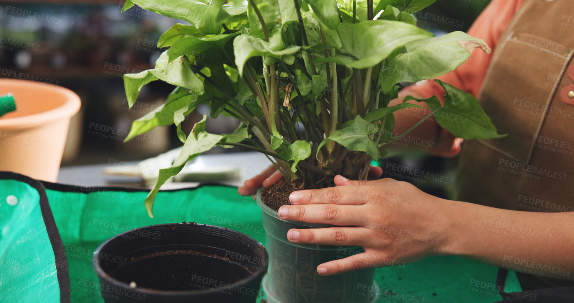 Buy stock photo Nursery, gardening and hands of person with plant, flower pot and small business for growth. Botany, supplier and change for maintenance with eco friendly, sustainable or organic inventory or product