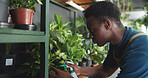 Spray, plant and growth with black man in nursery for quality control, botany specialist and entrepreneur. Small business, garden inventory and leaf fertilizer with person for eco friendly store